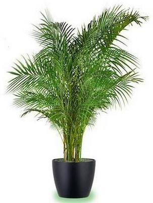GreensFord Areca Plam(Hybrid, Pack of 1)