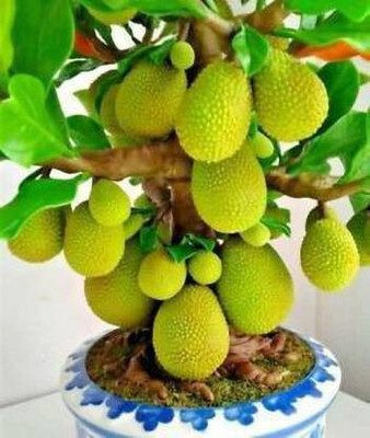SBGARDEN Jackfruit Plant(Hybrid, Pack of 1)