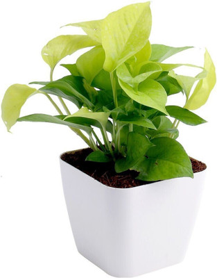 SKDIYA Money Plant(Hybrid, Pack of 1)