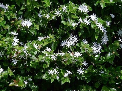 the green dotcom Jasmine Plant(Hybrid, Pack of 1)
