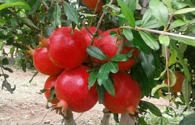 Khushi Prova Pomegranate Plant(Hybrid, Pack of 1)