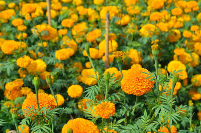 Hybrid Galaxy marigold/gende ka phool flower seeds Seed(75 per packet)
