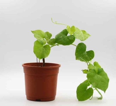 the green dotcom Giloy Plant(Pack of 1)