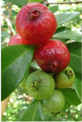 AFARTIOBINA Guava Plant(Hybrid, Pack of 1)
