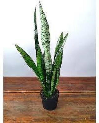 Oxygreenplant Snake Plant(Hybrid, Pack of 1)