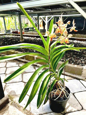 Aquinnah Orchid Plant(Hybrid, Pack of 1)