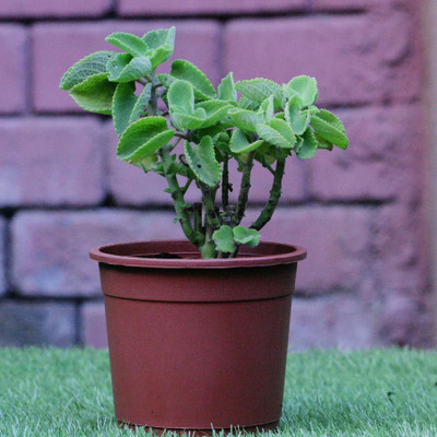 Narumanam Ajwain Plant(Hybrid, Pack of 1)