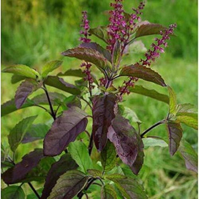 Samarthgreens Tulsi Plant(Pack of 1)
