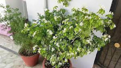 Bakuchi Madhu Kamini Plant(Hybrid, Pack of 1)