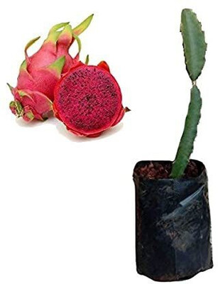 Agacha Dragon Tree(Hybrid, Pack of 1)
