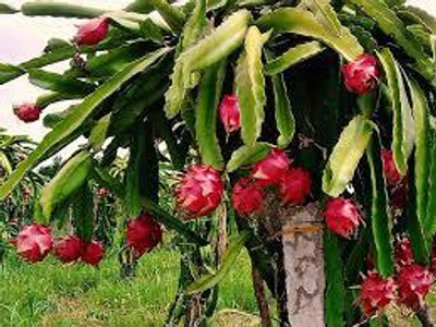 kranti farms dragon fruit Seed(30 per packet)
