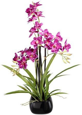 the green dotcom Lily Plant(Hybrid, Pack of 1)