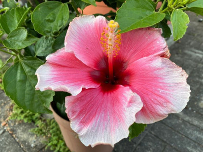Bakuchi Hibiscus Plant(Hybrid, Pack of 1)