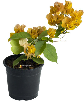 Oxygreenplant Bougainvillea Plant(Hybrid, Pack of 1)