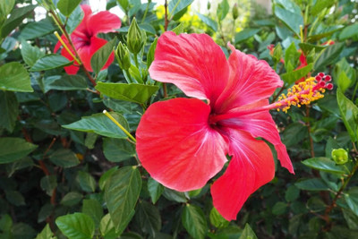 SUPRIYANURSERY Hibiscus Plant(Pack of 1)