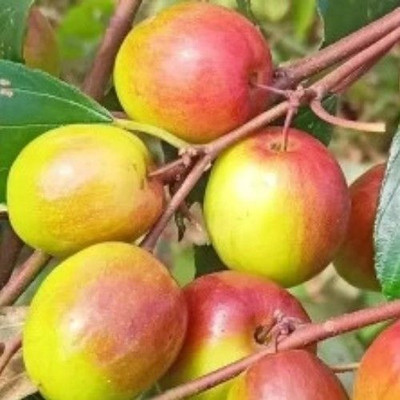 Bakuchi Ber Apple Plant(Hybrid, Pack of 1)