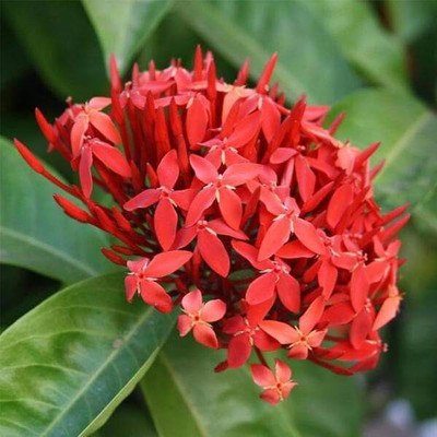 KUMUBON Trothic Ixora/Chethi Plant(Hybrid, Pack of 1)