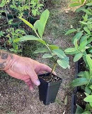 rimi Guava Plant(Hybrid, Pack of 1)