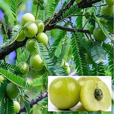 Cloud Farm Amla Plant(Hybrid, Pack of 1)