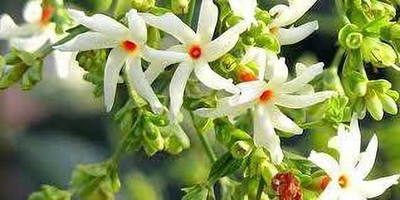 Platone Parijat/Harsingar Plant(Hybrid, Pack of 1)