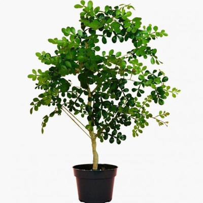 JAZEERA Bel Plant(Hybrid, Pack of 1)