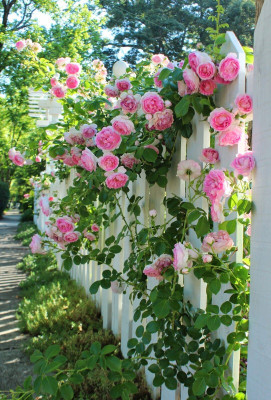 greenhousestore Rose Plant(Hybrid, Pack of 1)