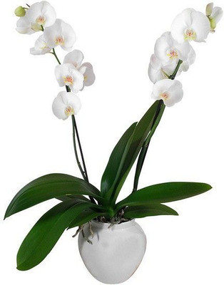 AFARTIOBINA Lily Plant(Hybrid, Pack of 1)