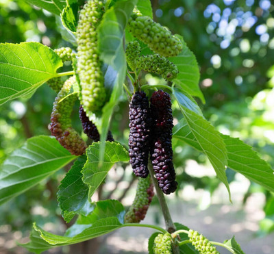 Agacha Shahtoot/Mulberry Plant(Hybrid, Pack of 1)