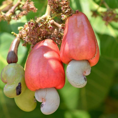 Baishnab Cashew Apple Plant(Hybrid, Pack of 1)