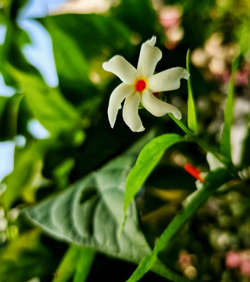 the green dotcom Parijat/Harsingar Plant(Hybrid, Pack of 1)