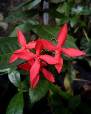Bakuchi Trothic Ixora/Chethi Plant(Hybrid, Pack of 1)