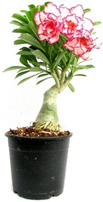 Aquinnah Adenium Plant(Hybrid, Pack of 1)