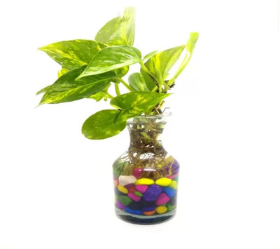 rimi Money Plant(Hybrid, Pack of 1)