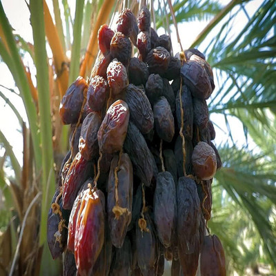 pomgardening Phoneix Palm Plant(Hybrid, Pack of 1)