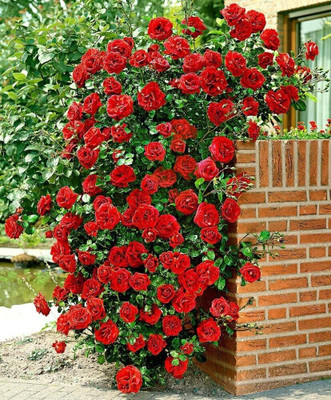 Bakuchi Rose Plant(Hybrid, Pack of 1)