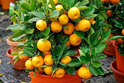 Ariya Lemon Plant(Hybrid, Pack of 1)