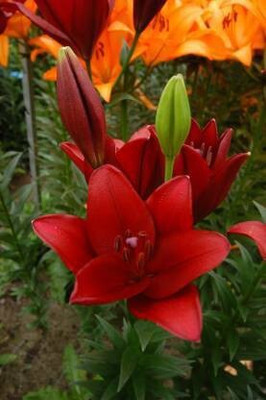 the green dotcom Lily Plant(Hybrid, Pack of 1)