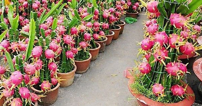 rimi Dragon Tree(Hybrid, Pack of 1)