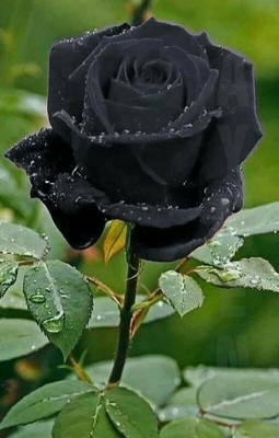 ARYAN EVERGREEN Rose Plant(Hybrid, Pack of 1)