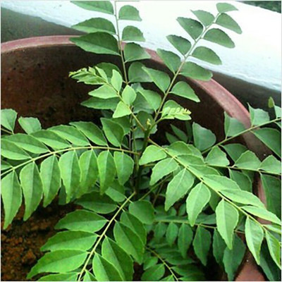 Entacloo Curry Leaf Plant(Hybrid, Pack of 1)