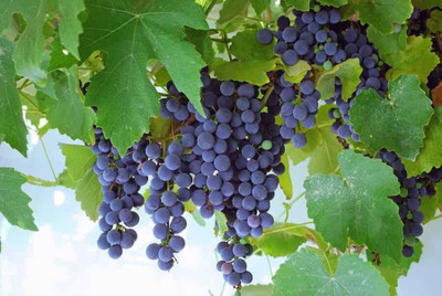 MiracleGarden Grapes Plant(Hybrid, Pack of 1)