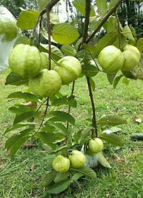 Yashiv Guava Plant(Hybrid, Pack of 1)