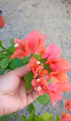 rimi Baugainvillea Plant(Hybrid, Pack of 1)