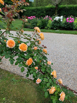 CRGO ROSE , GULAAB Seed(10 per packet)