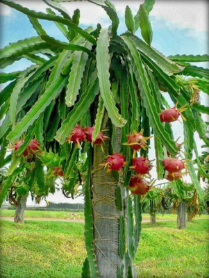Bakuchi Dragon Tree(Hybrid, Pack of 1)