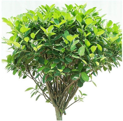 Bakuchi Ficus Plant(Hybrid, Pack of 1)