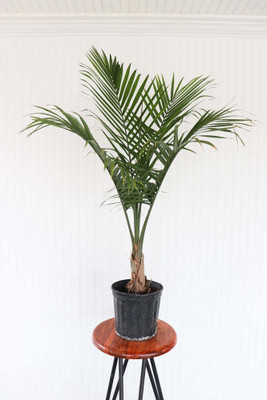 rimi Areca Plam(Hybrid, Pack of 1)