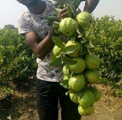 Yashiv Guava Plant(Hybrid, Pack of 1)