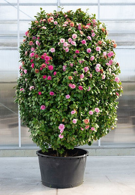 Aquinnah Graden Hibiscus Plant(Hybrid, Pack of 1)