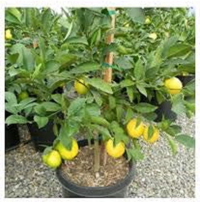 BULAPLANTHOUSE Lemon Plant(Hybrid, Pack of 1)